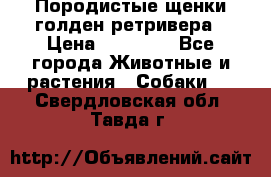 Породистые щенки голден ретривера › Цена ­ 25 000 - Все города Животные и растения » Собаки   . Свердловская обл.,Тавда г.